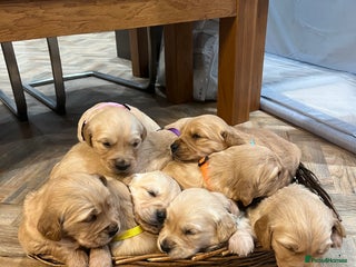Golden Retriever dogs Gorgeous litter of 9 Golden Retrievers - Advert 11