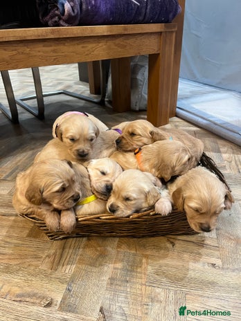 Golden Retriever dogs - Advert 1