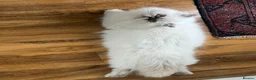 Persian cats for sale: Persian kitten for sale - Advert 6