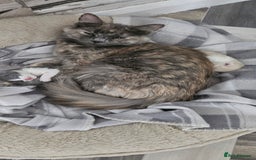 Mixed Breed cats for sale: 2 Long Hair Kittens Ready For Their Forever Homes - Image 6