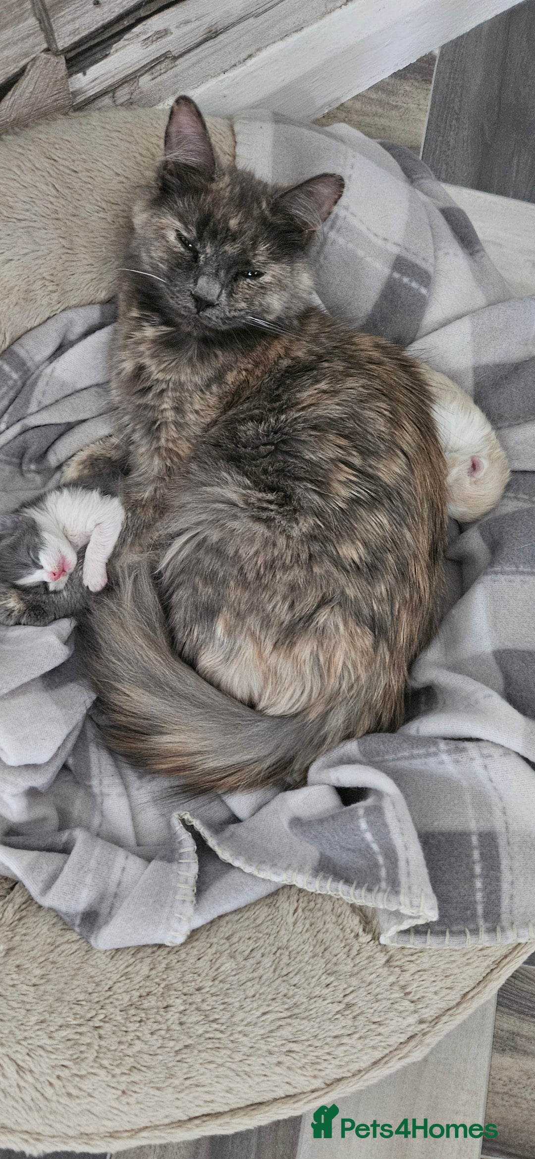 Mixed Breed cats for sale: 2 Long Hair Kittens Ready For Their Forever Homes - Image 6