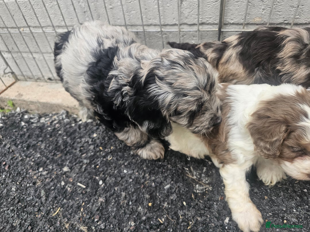 Cockapoo dogs for sale: Cockapoo puppies 🐶  - Image 3