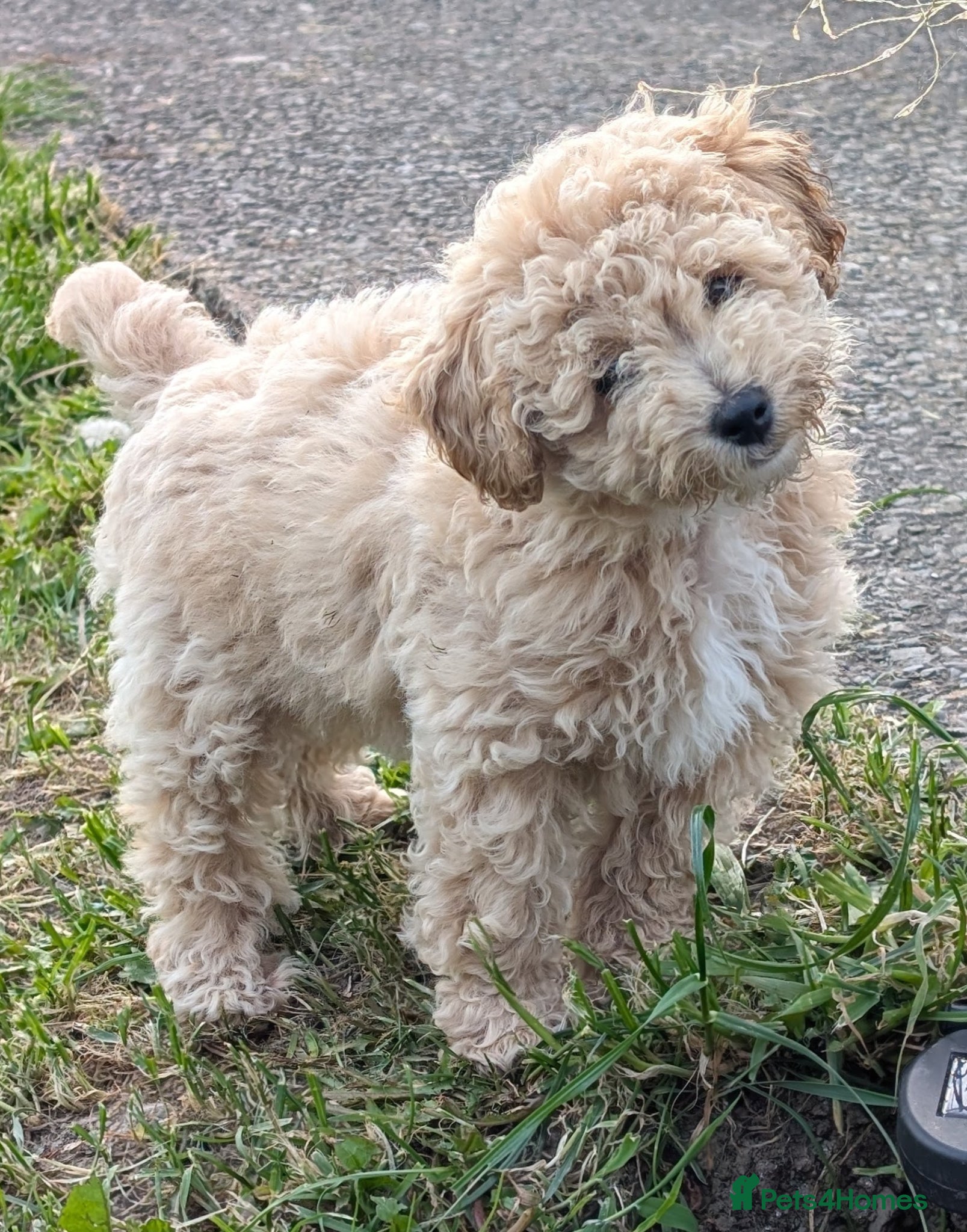 Poochon dogs 1 Beautiful 💖 poochon puppie  - Advert 1