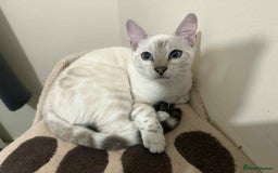 Bengal cats for sale: TICA registered bengal female kitten  - Image 2