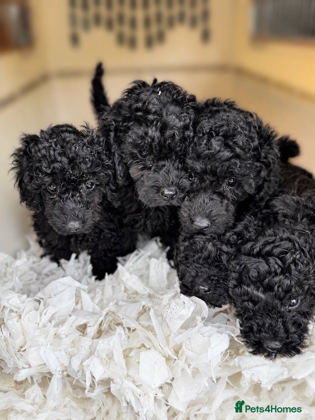 Toy Poodle dogs Kc Toy poodle puppies (afterglow) - Advert 1
