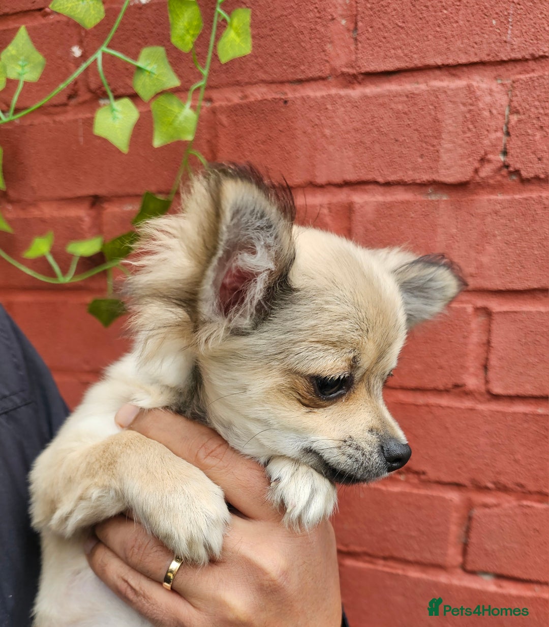 Chihuahua dogs for sale: KennelClub.Reg Chihuahua Our Last Sweet Little Boy - Image 3