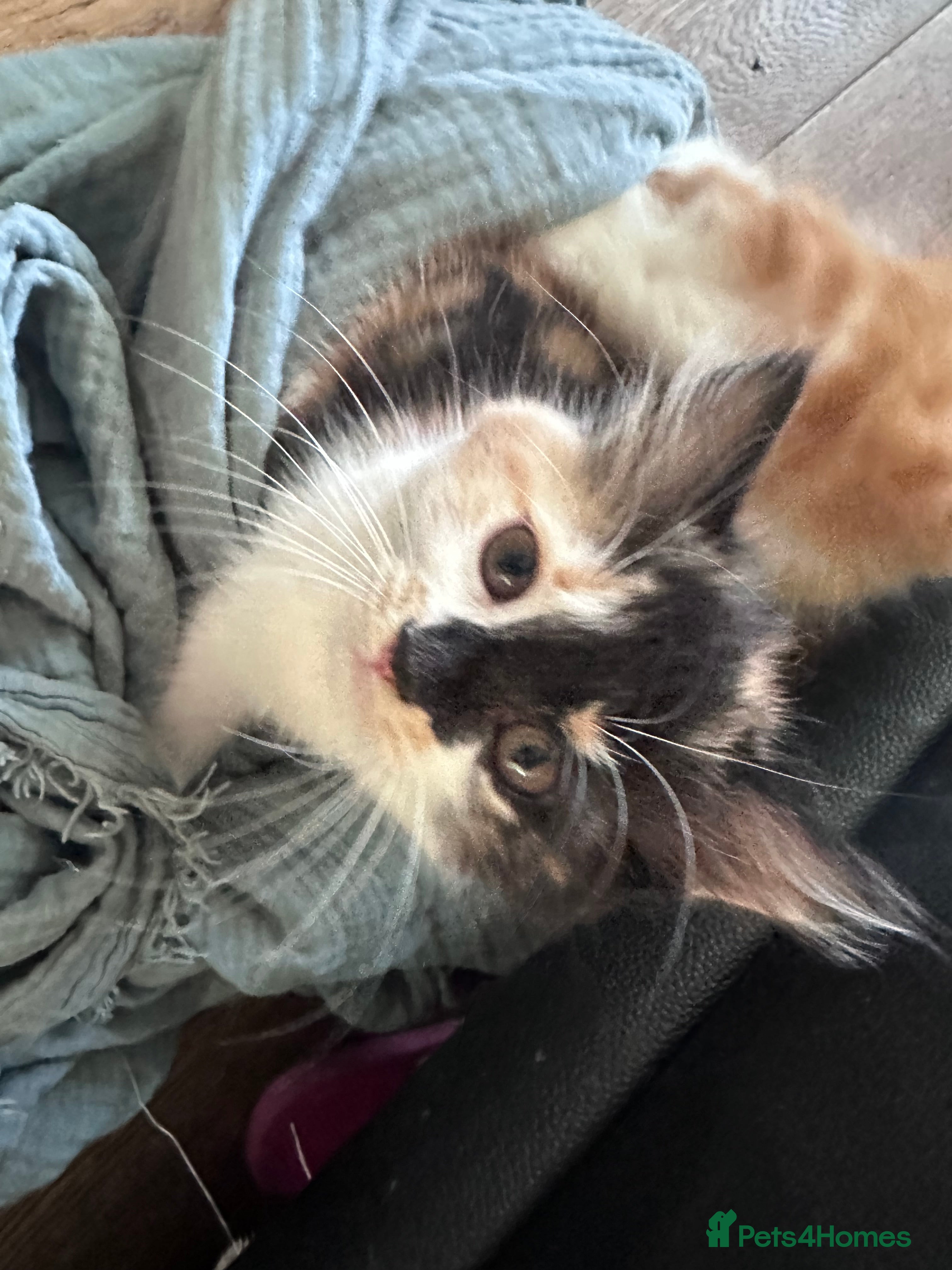 Mixed Breed cats Last calico girl  - Advert 2