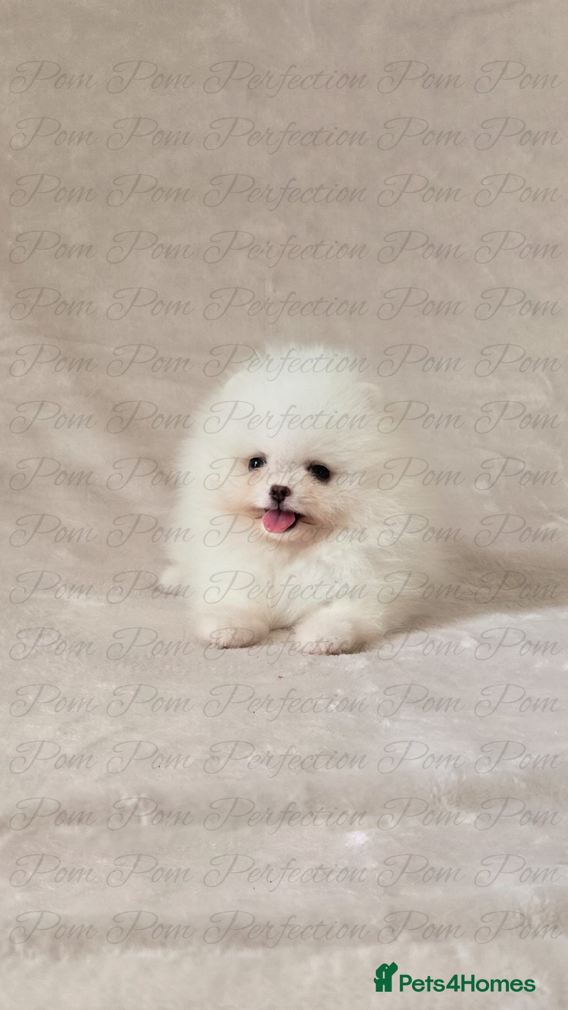 Pomeranian dogs Teddy Bear Pomeranian Puppies - Advert 2