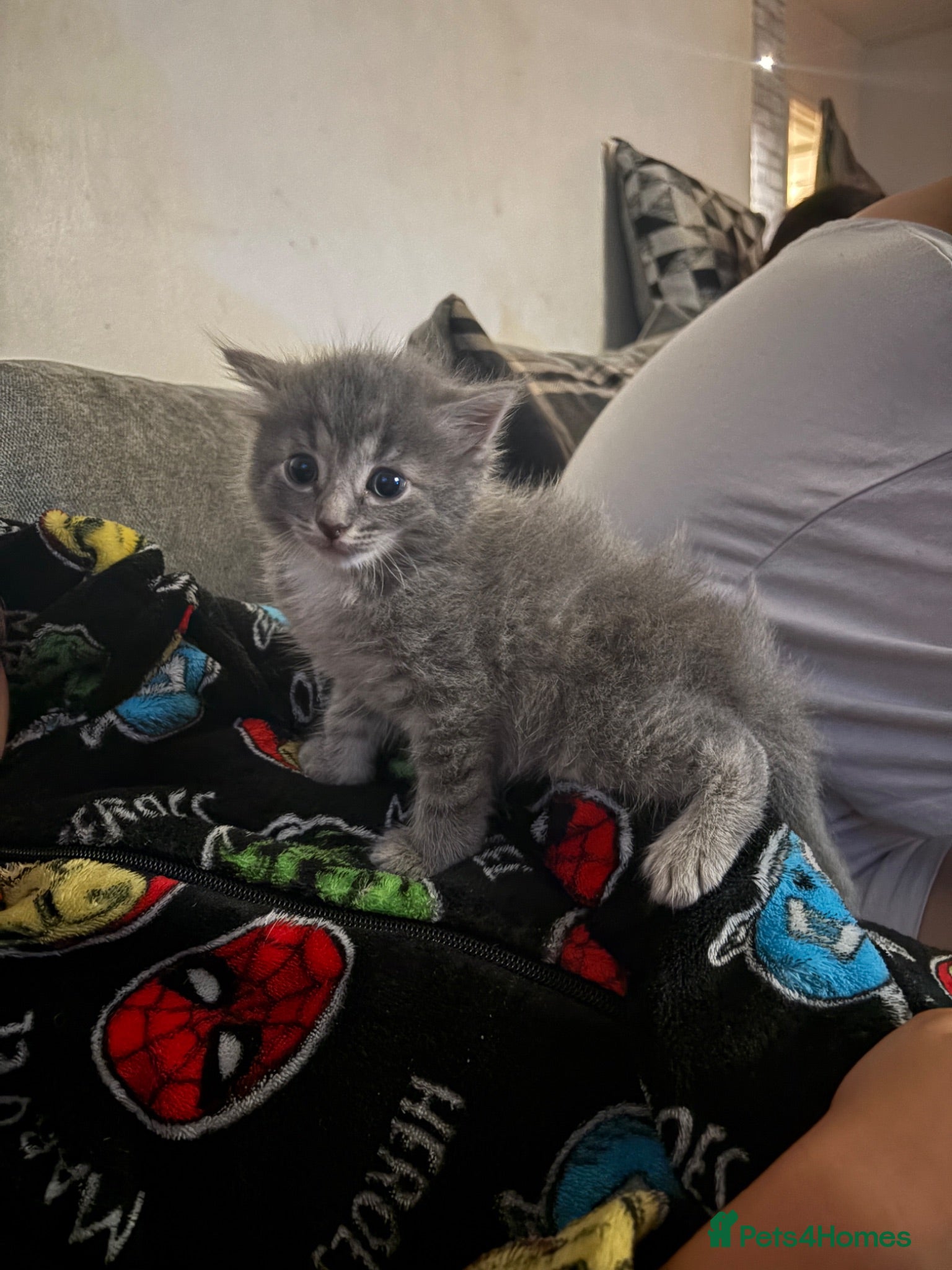 Mixed Breed cats Grey fluffy male kitten - Advert 2