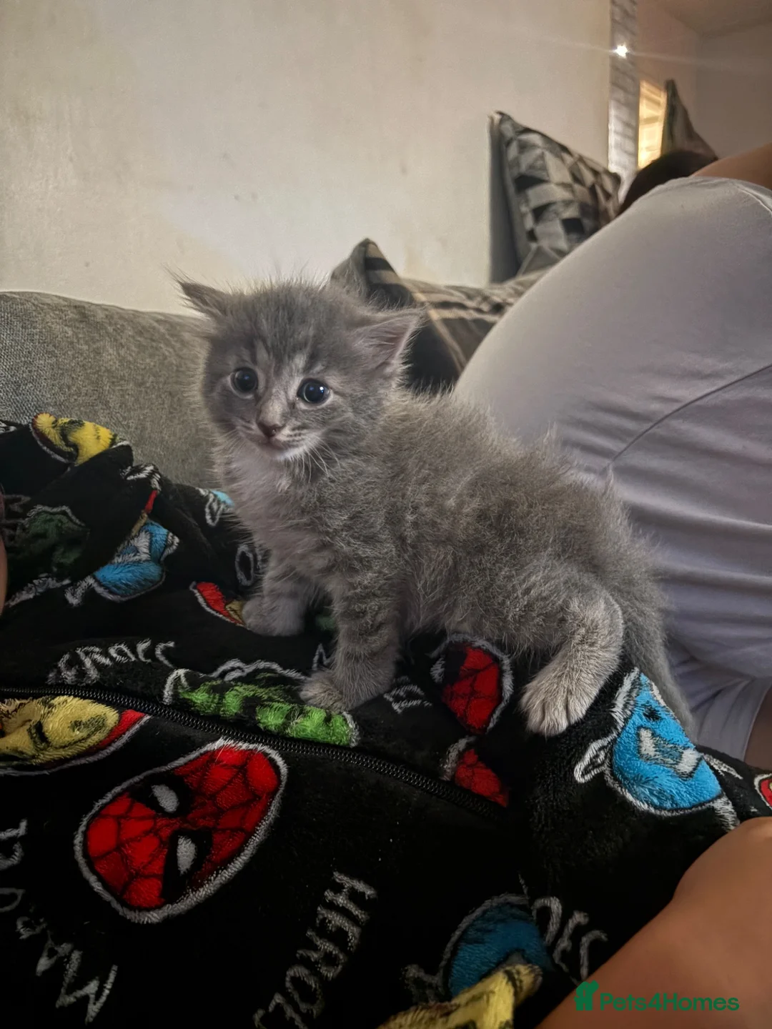Mixed Breed cats for sale: Grey fluffy male kitten - Advert 1
