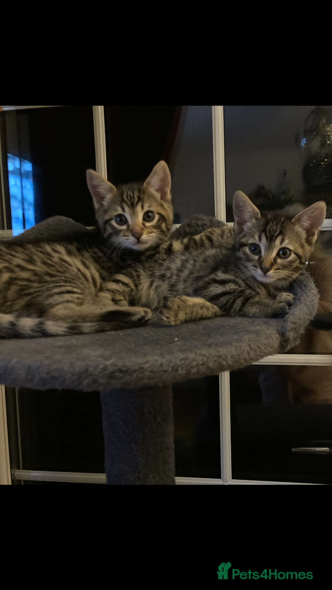 Savannah cats for sale: Beautiful Male Savannah Kitten for sale - Advert 8