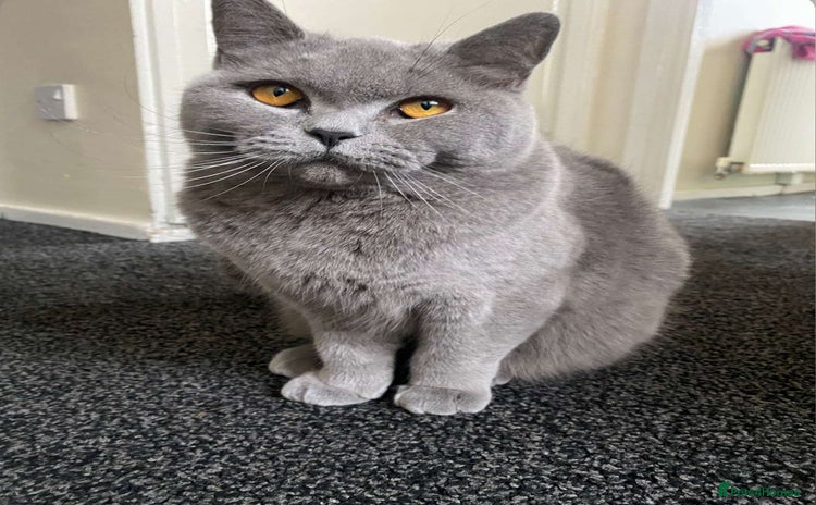 Mixed Breed cats - Advert 11