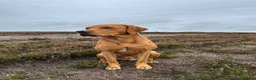 Labrador Retriever dogs for sale: Fox red Labradors  - Advert 22