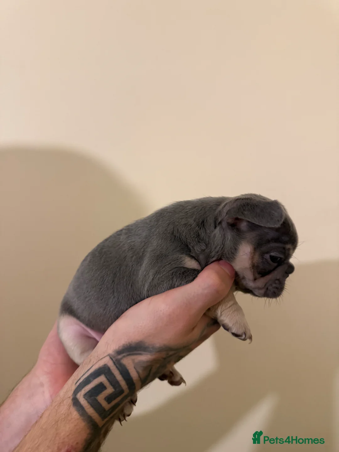 French Bulldog dogs for sale: Stunning Frenchie Trio  - Advert 2