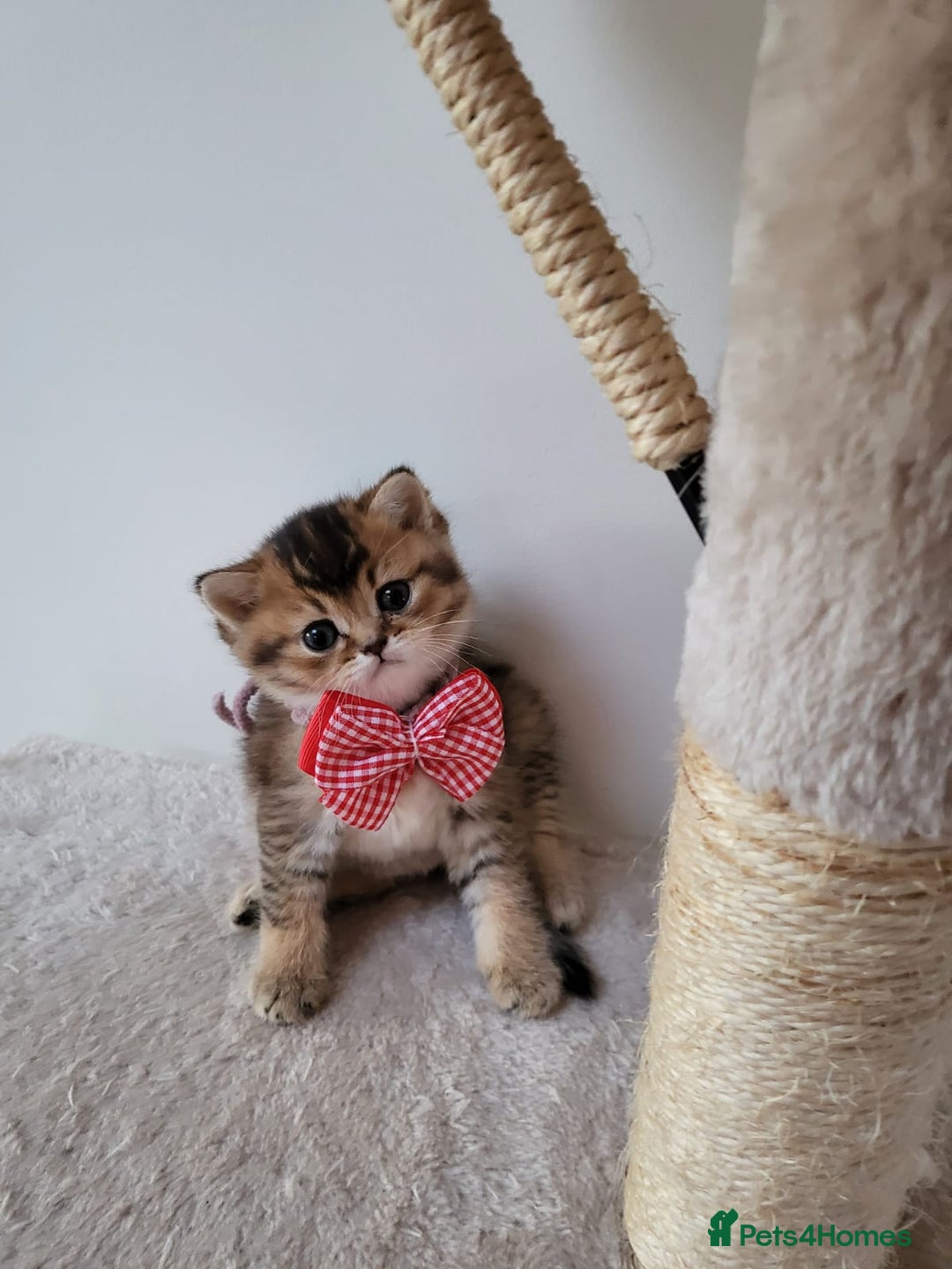 British Shorthair cats for sale:  **  **  **  ** BRITISH SHORTLY **  **  **  **   - Advert 3