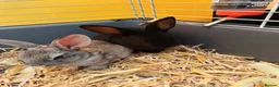 Rex rabbits for sale: Baby rabbit - Advert 2