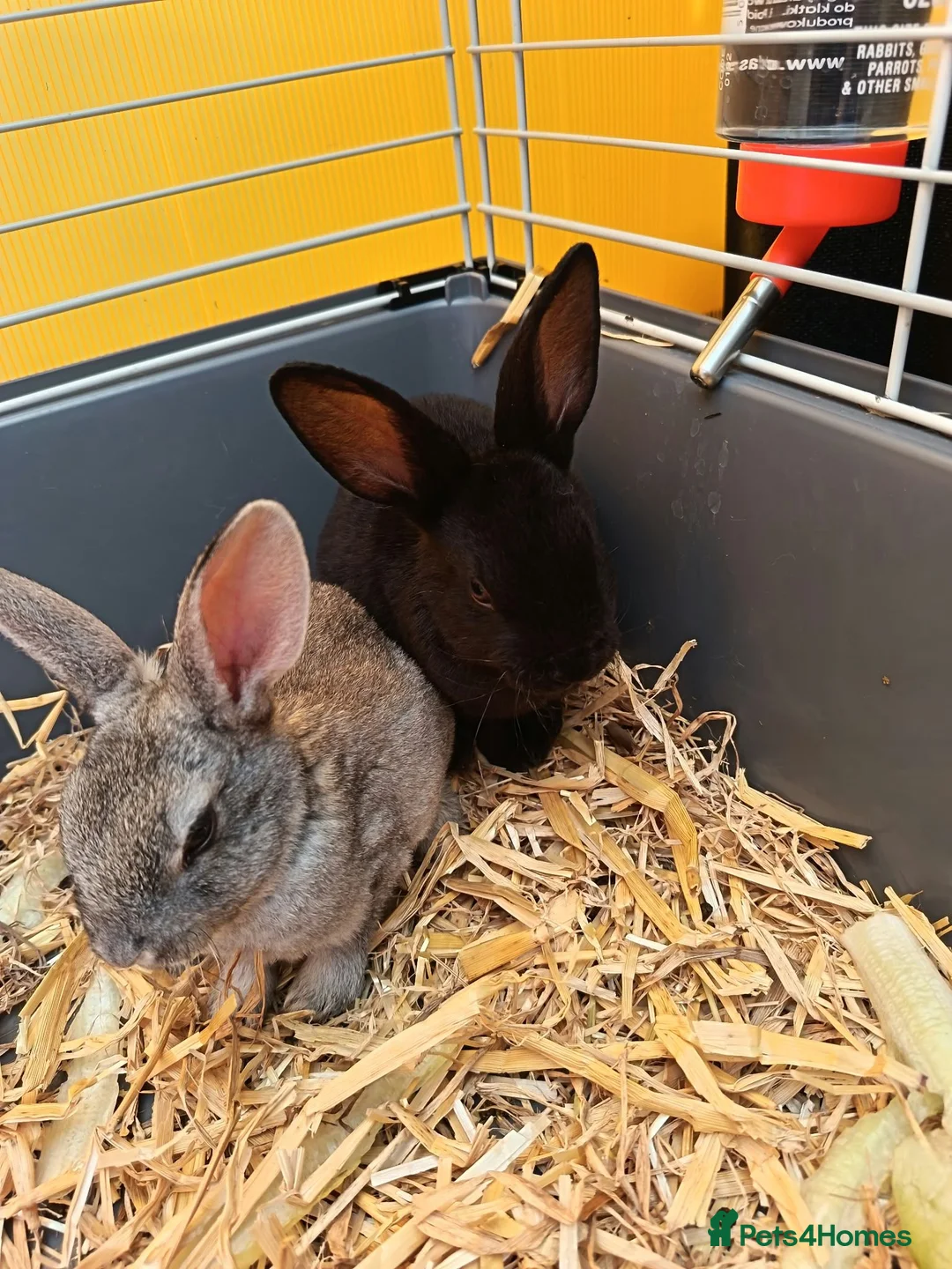 Rex rabbits for sale: Baby rabbit - Advert 2