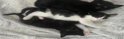 Mixed Breed cats for sale: 3 Kittens looking for furever home 🏠  - Advert 5