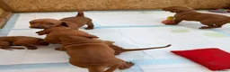 Hungarian Vizsla dogs for sale: 🐾 10 Beautiful Hungarian Vizsla Puppies 🐾 - Advert 13