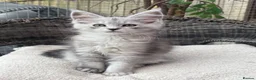Maine Coon cats for sale: Maine coon kittens - Advert 5