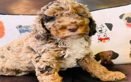 Cockapoo dogs for sale: F1 & F1B COCKAPOO LITTERS - Image 5