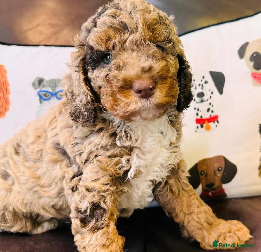 Cockapoo dogs for sale: F1 & F1B COCKAPOO LITTERS - Image 5