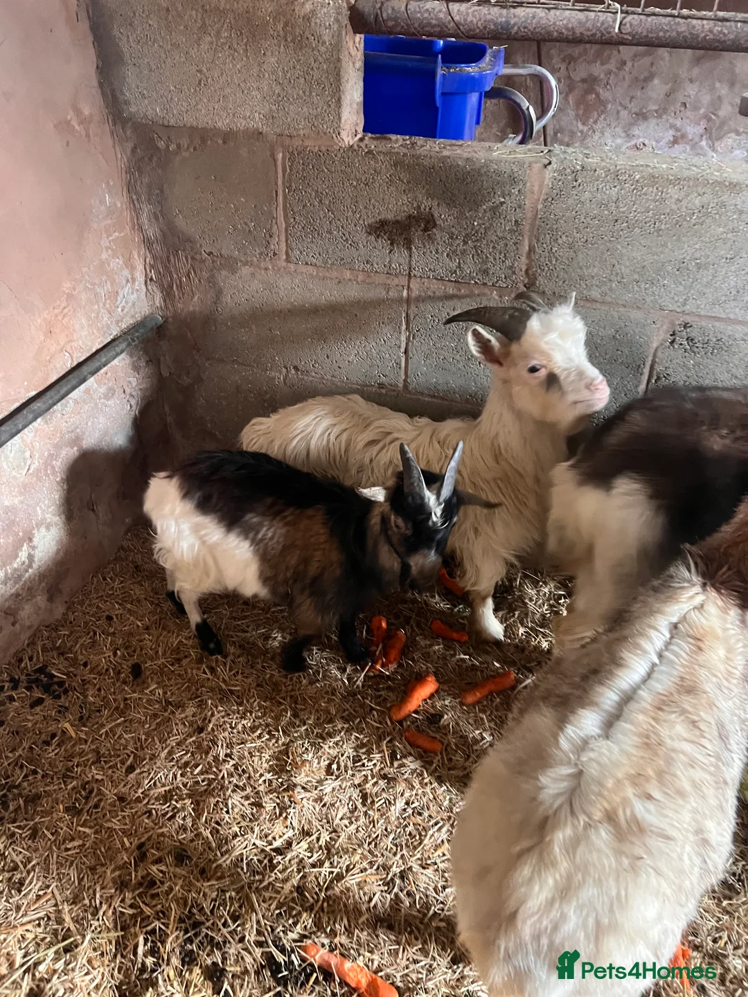 Goats livestock for sale: Goats available male female  - Advert 2