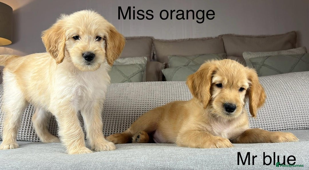 Goldendoodle dogs for sale: ABSOLUTELY GORGEOUS DOODLES  - Advert 19
