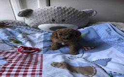 Cavapoo dogs for sale: Beautiful F1 Cavapoo puppies  - Image 14
