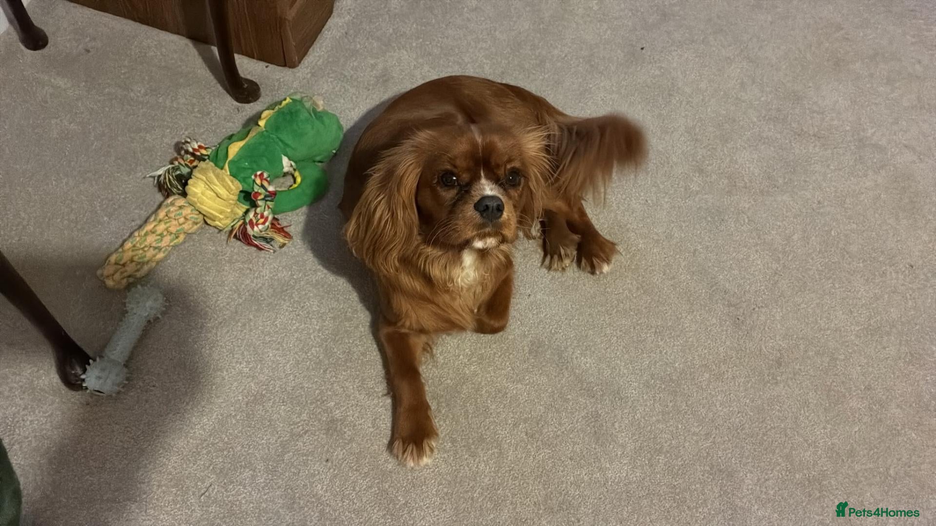 Cavalier King Charles Spaniel dogs Male caviler king Charles spaniel  - Advert 9