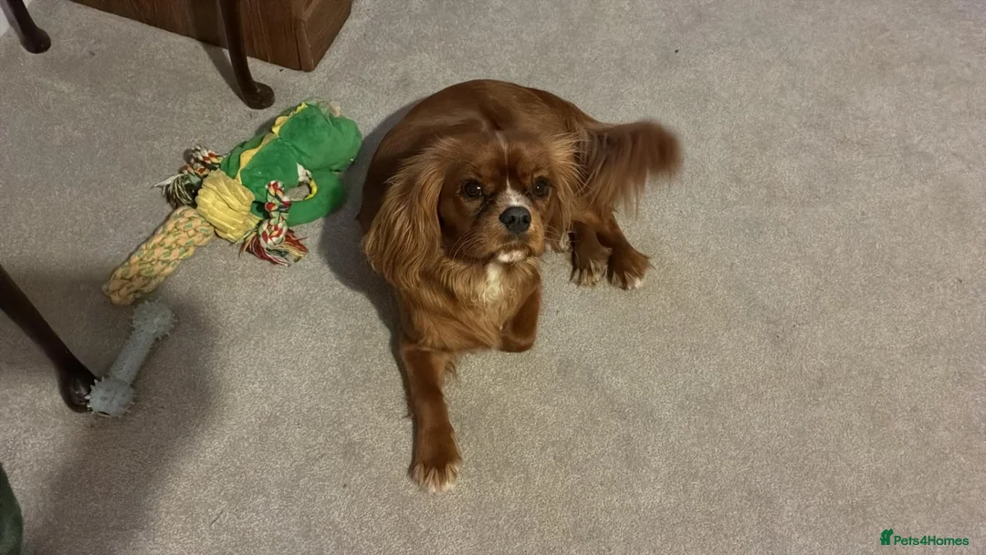 Cavalier King Charles Spaniel dogs for sale: Male caviler king Charles spaniel  in Chester - Advert 1