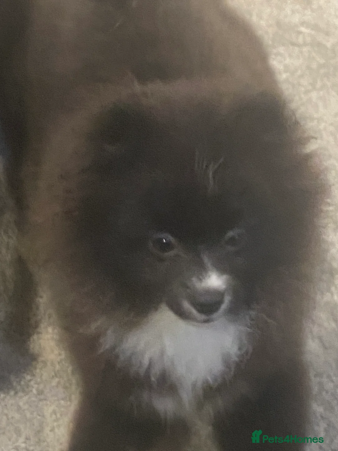 Pomeranian dogs for sale: Adorable fluffy pom puppies - Advert 17