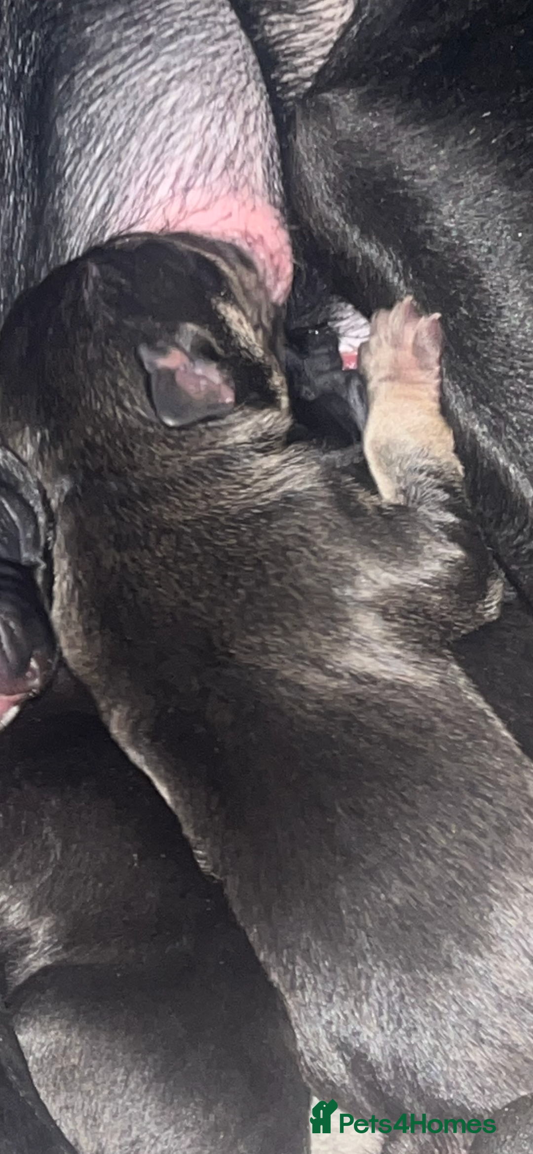 Mixed Breed dogs for sale: Cane corso X Staffordshire terrier puppies 🔥🩸 - Advert 4