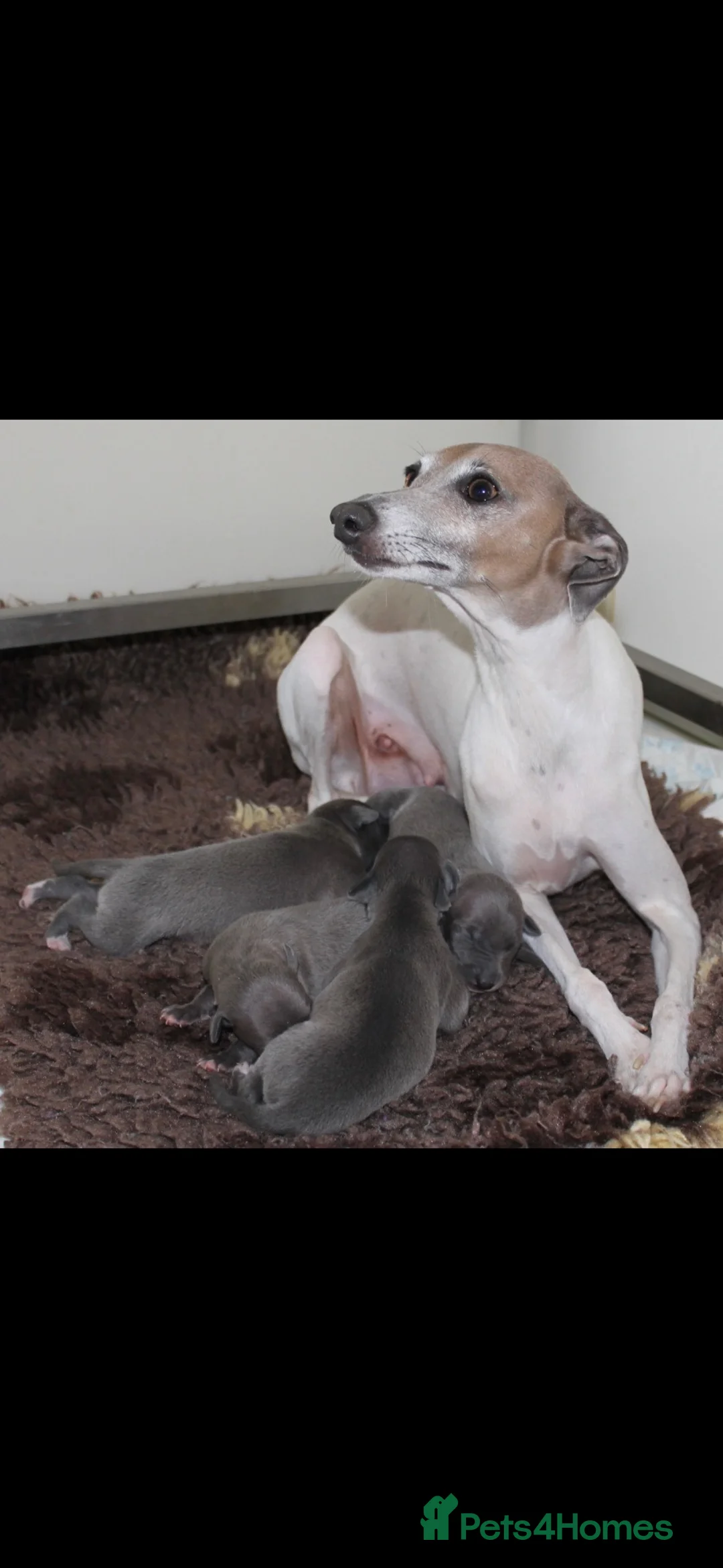 Italian Greyhound dogs for sale: Two male Italian Greyhounds KC Reg - Advert 1
