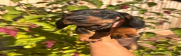 Dachshund dogs for sale: Dachshund  - Advert 9