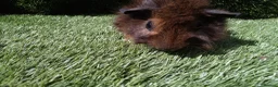 Guinea Pig rodents for sale: ABYSSINIAN BOYS - Advert 9