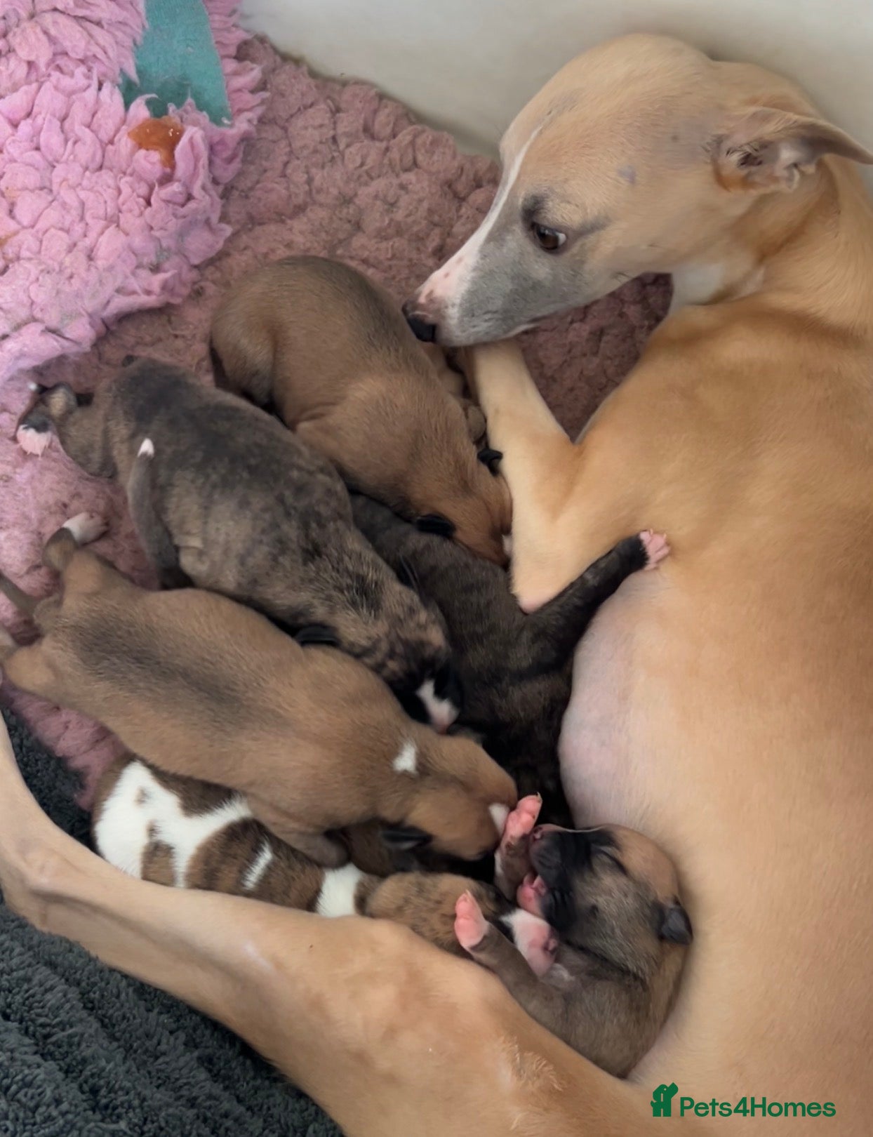 Whippet dogs 3F KC Reg Whippet from Health Tested Parents - Advert 2