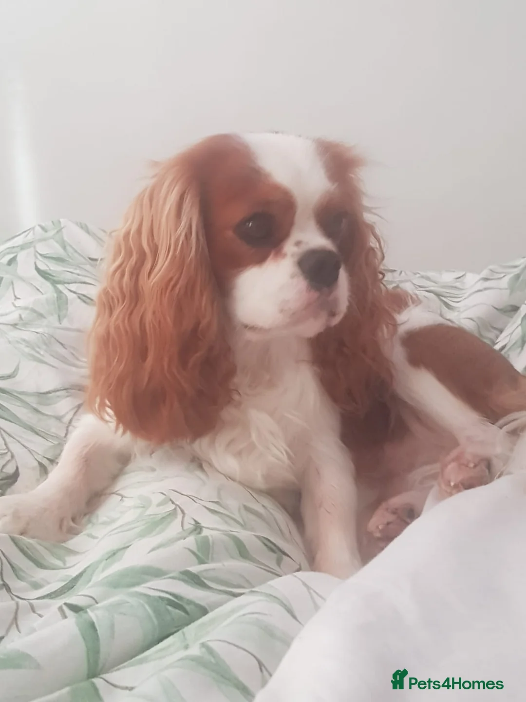 Cavalier King Charles Spaniel dogs for stud: KC Reg Cavalier King Charles Spaniel for Stud in Eastbourne - Advert 10