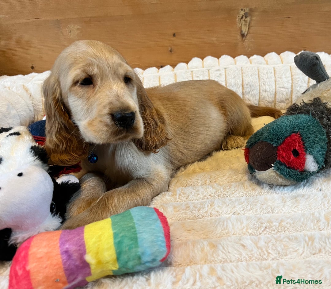 Cocker Spaniel dogs for sale: Show Type Cocker Spaniels - Advert 6