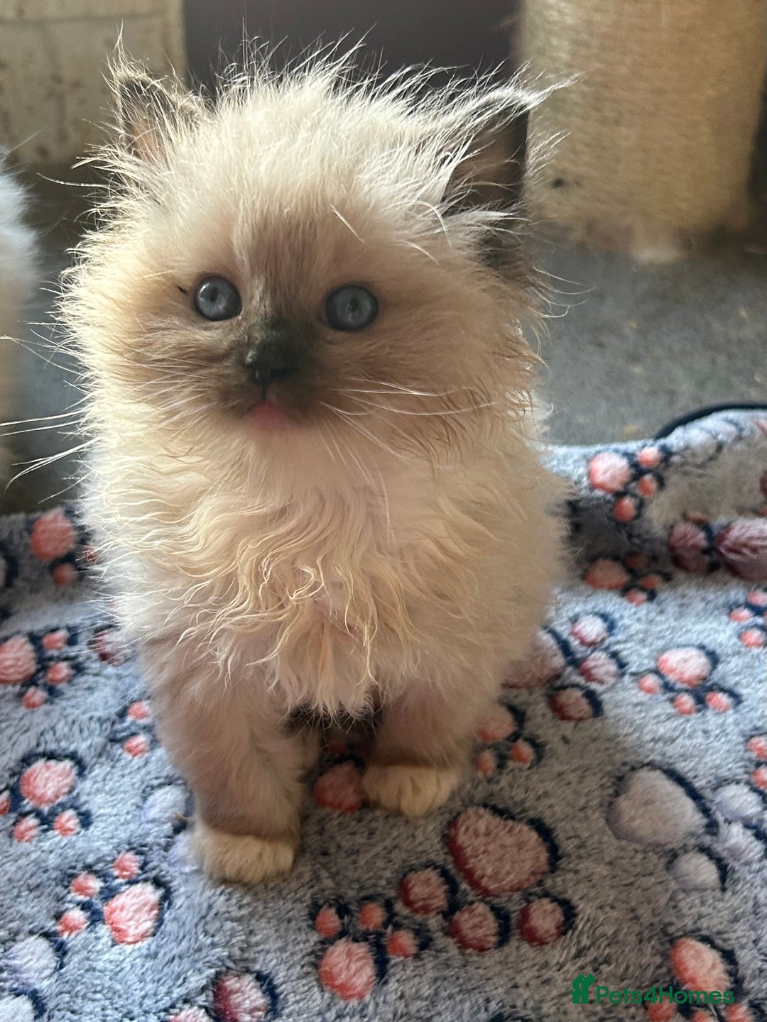 Ragdoll cats for sale: Pedigree Ragdoll babies - Advert 2