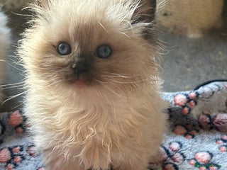 Ragdoll cats Pedigree Ragdoll babies - Advert 2