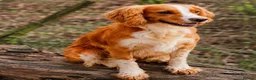 Cocker Spaniel dogs for stud: Proven KC  Stud dog - Advert 1