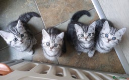 British Shorthair cats for sale: Ready to collect Silver Tabby kittens  in Rochester - Image 2