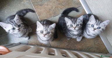 British Shorthair cats in Rochester - Advert 3