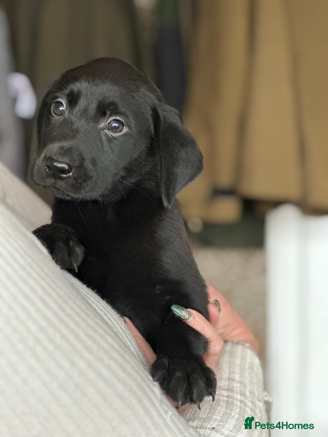Labrador Retriever dogs for sale: 6 gorgeous Labrador puppies  - Advert 4