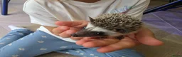 Pygmy Hedgehog rodents for sale: Male african pigmy hedgehog  - Advert 5