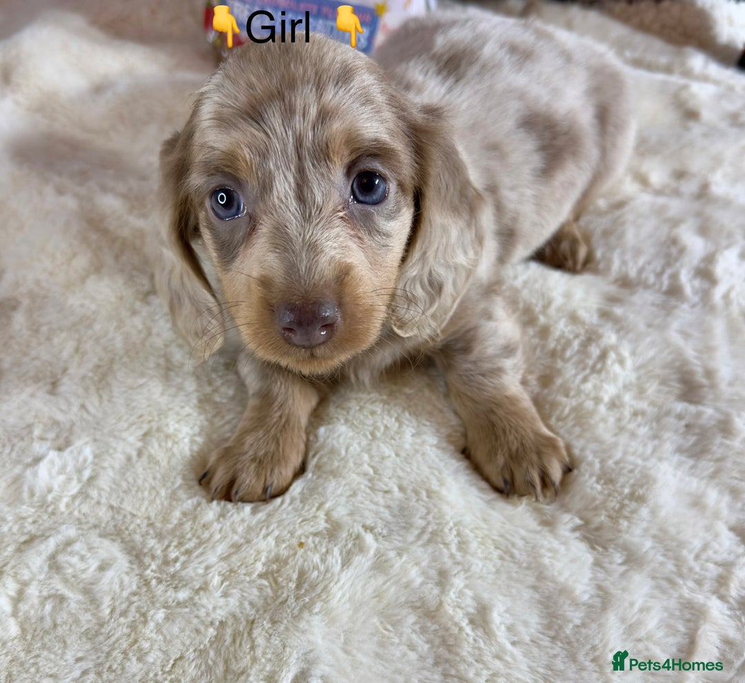 Miniature Dachshund dogs for sale: Dachshund miniature long hair - Advert 39