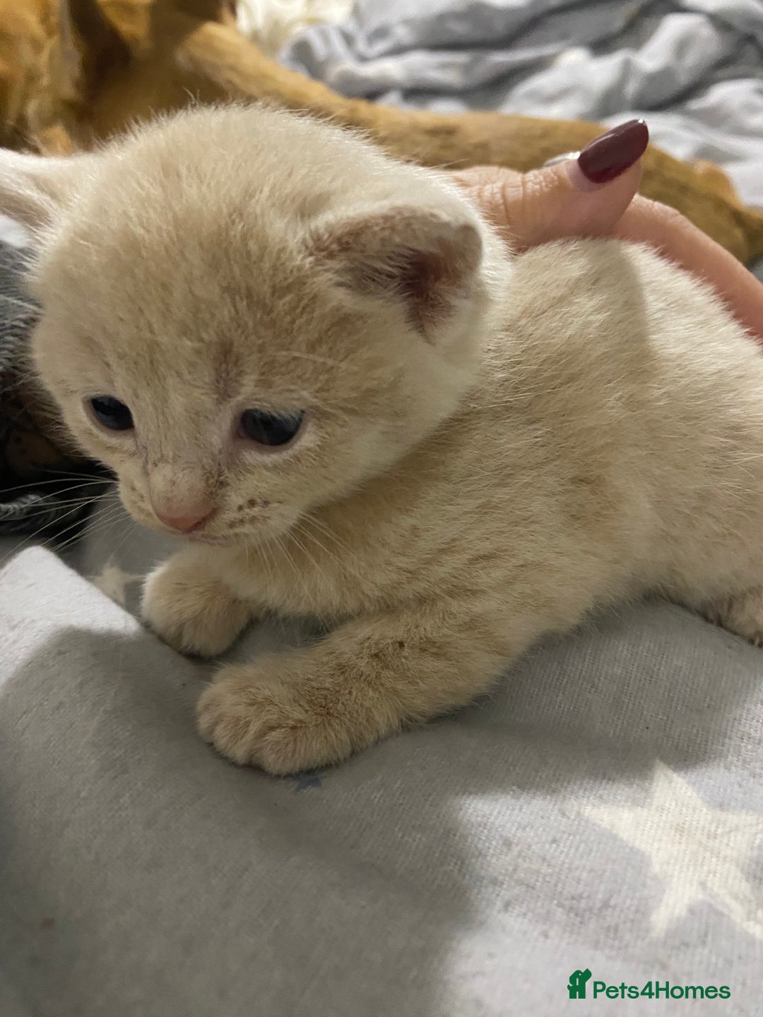 Mixed Breed cats for sale: 5 beautiful kittens  - Image 14