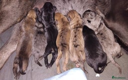 Cane Corso dogs for sale: Cane corsos  - Image 2