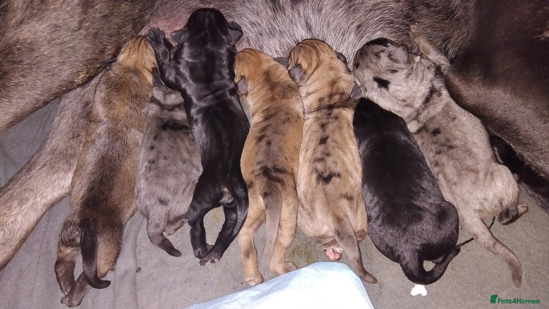 Cane Corso dogs for sale: Cane corsos  - Image 2
